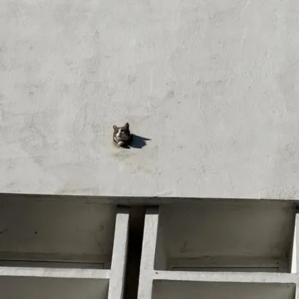 Котка е заклещена на странно място в сграда в Пловдив. Кой ще я спаси?