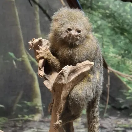 Миниатюрна маймунка е новата атракция в Природонаучния музей - Пловдив