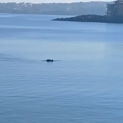 Морска магия: Делфини се появиха в морето край Созопол ВИДЕО
