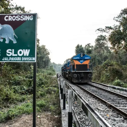 Седем слона бяха убити и един ранен след като