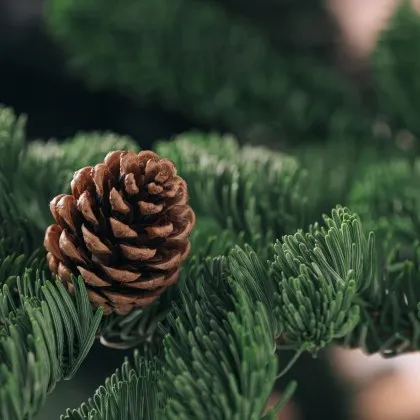 Търговският представител на коледни елхи Стивън Хемерле стана неочаквано популярен