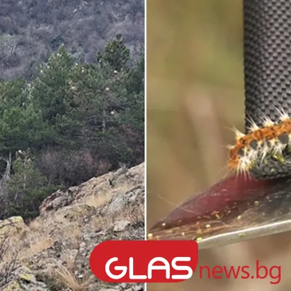 Гората над Карлово е масово засегната от борова процесионка силно