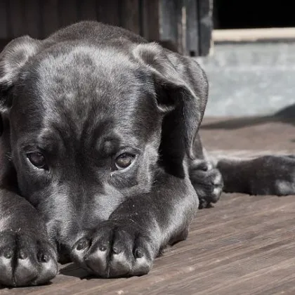 Канонадата идва: ето как да помогнем на четириногите любимци със стреса от гърмежите