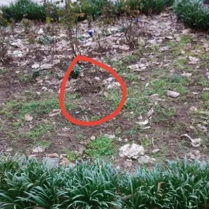 Навръх най светлите християнски празници неизвестен си направи безплатен подарък Елхичката засадена