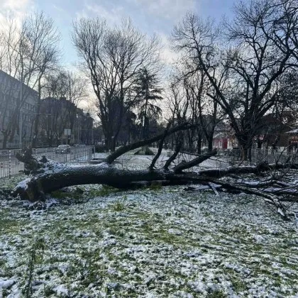 Огромно дърво рухна на алея край школо СНИМКИ
