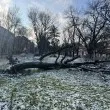 Огромно дърво рухна на алея край школо СНИМКИ