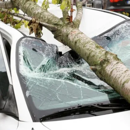 Дърво падна върху автомобил в с. Браниполе, друго блокира път