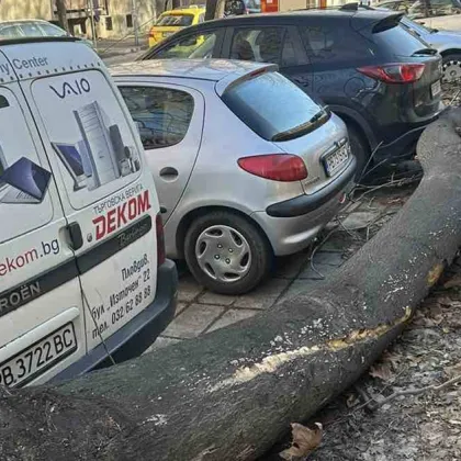Дърво се стовари и нанесе щети по два автомобила в Сопот СНИМКИ