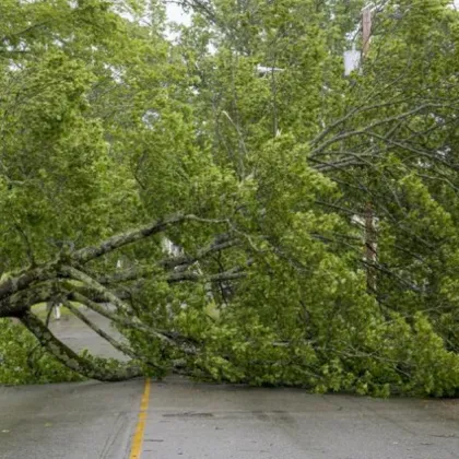Паднали дървета и клони: Ураганният вятър мобилизира пожарникарите в Пазарджишко