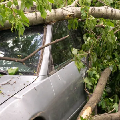 Дърво падна върху движещ се автомобил на "Предела"