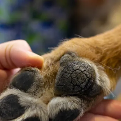 Задържан е мъж убил куче край Българово съобщиха от пресцентъра