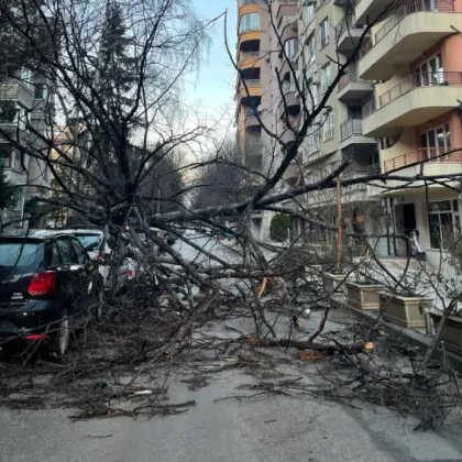 Дърво се стовари на улица в София СНИМКА