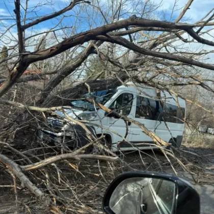 Поредно паднало дърво създаде проблеми в София Инцидентът е станал