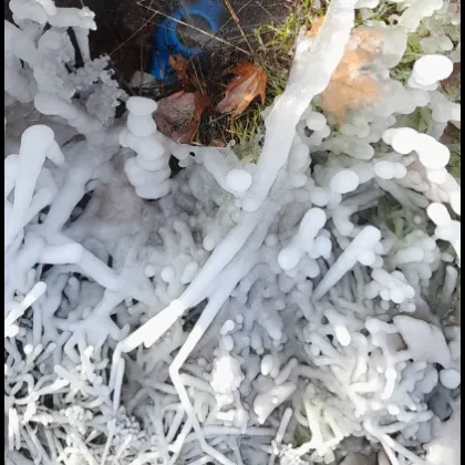 Ледена приказка край Димитровград: Природата рисува със замръзнала вода