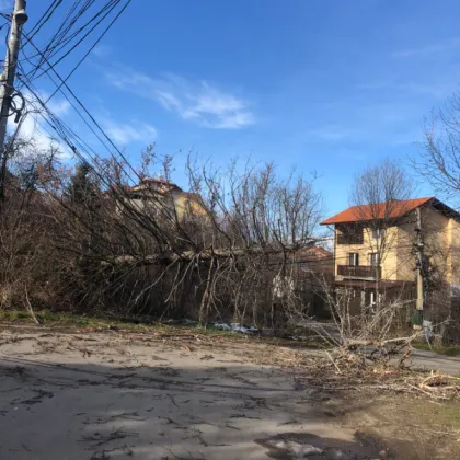 Паднало дърво създаде сериозен риск за безопасността в столичния квартал