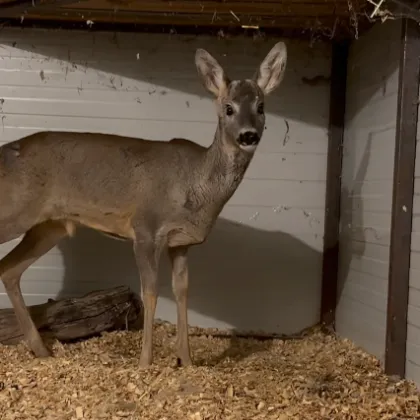 Спасиха сръндак, нападнат и нахапан от хищници край Аркутино
