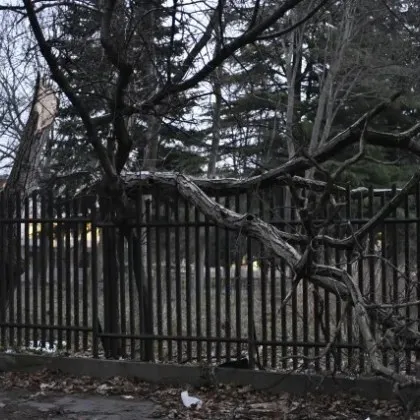 Огромно дърво рухна върху оградата и част от тротоара на