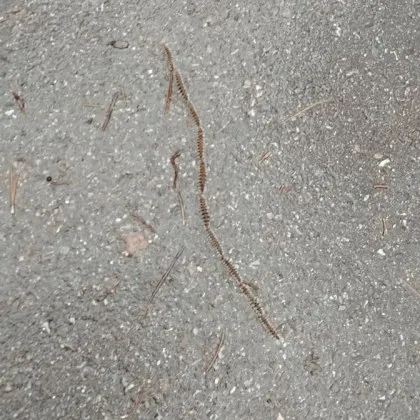 Посред зима! Опасните гъсеници плъзнаха из оживен парк СНИМКИ