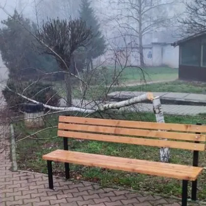 Младо дръвче се озова с преждевременно прекъснат живот след като