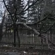 Дърво се стовари върху ограда на детска градина в София СНИМКИ
