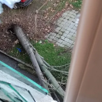 Дърво падна зад жилищен блок в Димитровград СНИМКИ