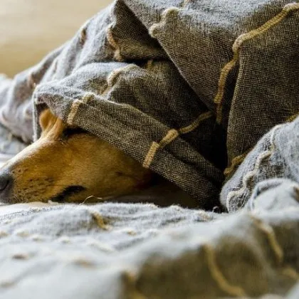 Някои кучета подслушват стопаните си, успяват да се самообучат