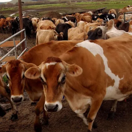 Ново огнище на болестта син език по преживните животни е