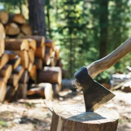 30 дървета са отсечени незаконно във Врачанско, извършителите се издирват