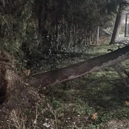 Огромно дърво се стовари върху велоалея в Пловдив съобщaва Инцидентът