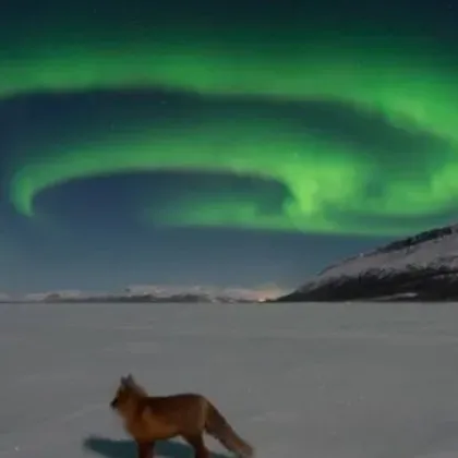 Финландският фолклор разказва че северното сияние се ражда когато митична