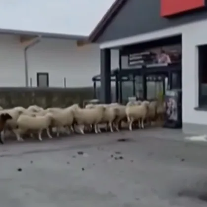 Десетки овце се отделиха от стадото си и нахлуха в