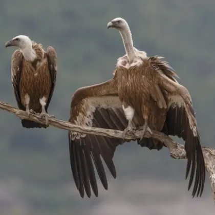 Пет отровени редки лешояда 4 картала черни лешояди и 1 белоглав