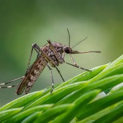 Първи случай на треска Чикунгуня е регистриран у нас миналата