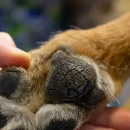 Погубиха жестоко домашно куче, търсят убиеца