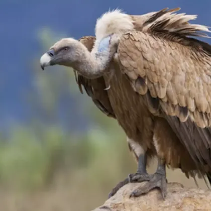 Шест черни лешояда картали Aegypius monachus и един белоглав лешояд