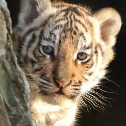 Зоопаркът в Стара Загора търси име на най-новото си попълнение - тигърче СНИМКИ