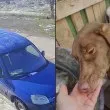 Захвърлиха куче като непотребна вещ, ще даде ли някой шанс на Ава СНИМКА