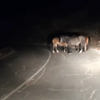 Безстопанствени коне се разхождат по Троянския проход Беклемето което създава