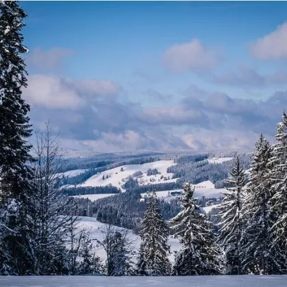 Жена се изгуби в гората, прекара цяла нощ навън