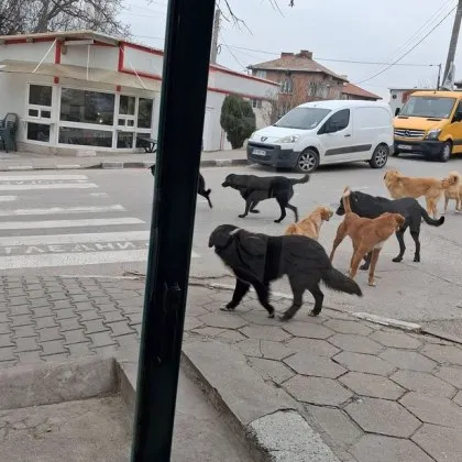 Нормално ли е – този въпрос задава жител на Асеновград алармирайки