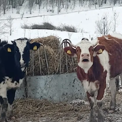 Серия тревожни сигнали във Facebook повдигат остри въпроси за повтарящи