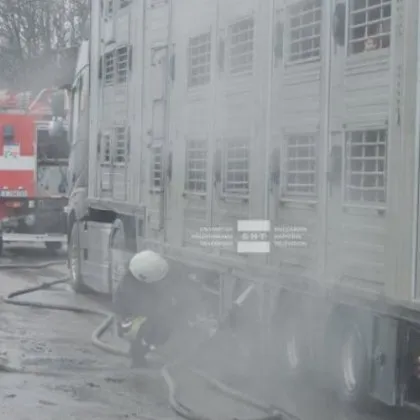 Пламна камион, превозващ прасета