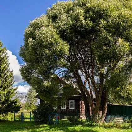Животът в райони с много дървета е свързан с намален