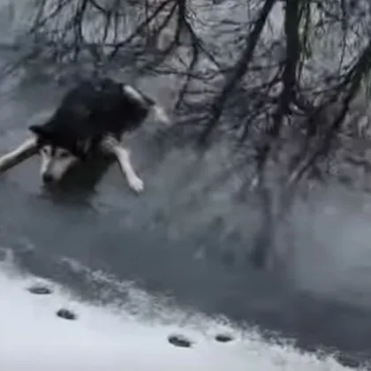 Достойно! Мъж спаси куче, попаднало в леден капан ВИДЕО