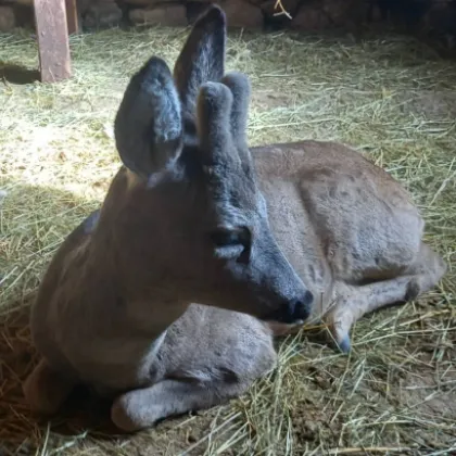 Горски служители към Югозападно държавно предприятие са спасили едногодишен сръндак