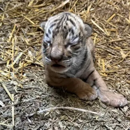 Тигърчето родено в зоопарка в Стара Загора вече си има
