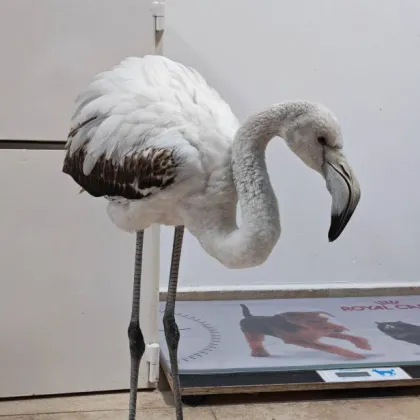 Подлъгано от асфалта: Фламинго се приземи на път в Бургаско СНИМКИ