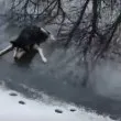 Дойстойно! Мъж спаси куче, попаднало в леден капан ВИДЕО