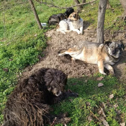 Кученца се превърнаха в истински герои по време на пожара
