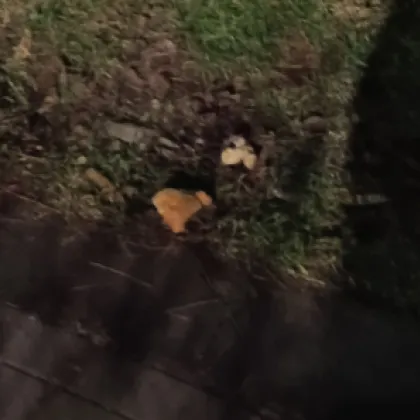 Сигнал за изключително опасна и жестока постъпка беше разпространен тази